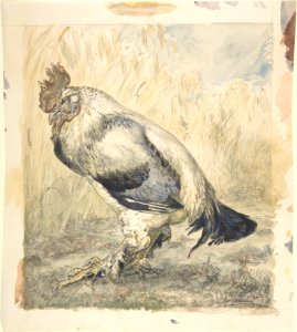 The Old Cock MET DP805497