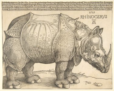 The Rhinoceros MET DP816484