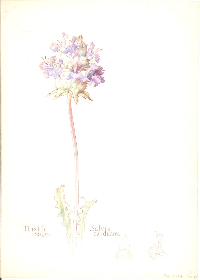 Thistle Sage, Salvia carduacea MET DP808327