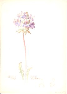 Thistle Sage, Salvia carduacea MET DP808327