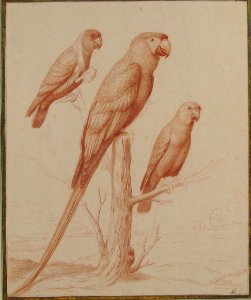 Three Parrots MET 1984.391