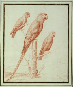 Three Parrots MET DT7864