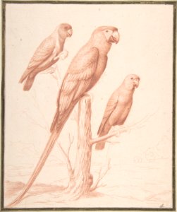 Three Parrots MET DP808078
