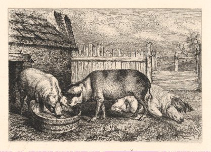 Three Pigs Near a Fence MET DP874282