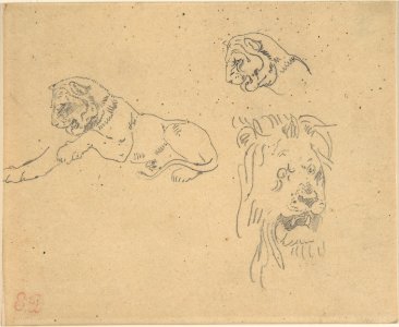 Three Studies of a Lion MET DP805854