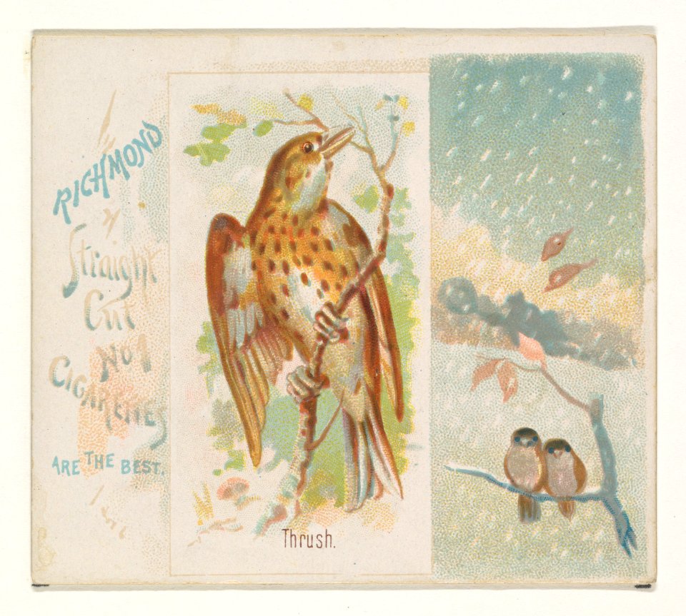 Thrush, from the Song Birds of the World series (N42) for Allen & Ginter Cigarettes MET DP839287