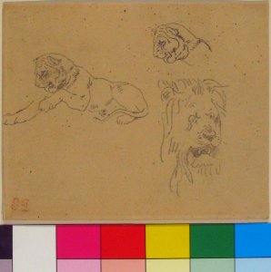 Three Studies of a Lion MET 2001.524.1