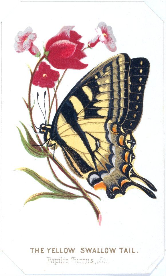 The Yellow Swallowtail from The Butterflies and Moths of America Part 2 MET DT259569