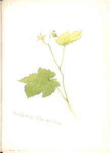 Thimble-berry, Rubus parviflorus MET DP808526