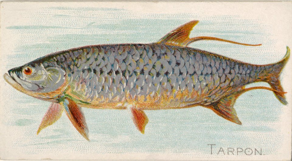 Tarpon, from the Fish from American Waters series (N8) for Allen & Ginter Cigarettes Brands MET DP830730