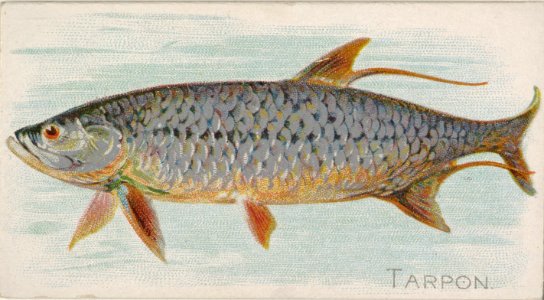 Tarpon, from the Fish from American Waters series (N8) for Allen & Ginter Cigarettes Brands MET DP830730