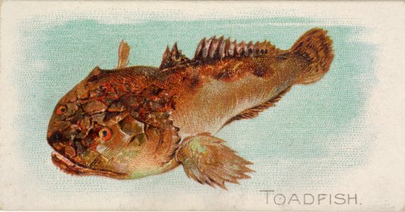 Toadfish, from the Fish from American Waters series (N8) for Allen & Ginter Cigarettes Brands MET DP830731