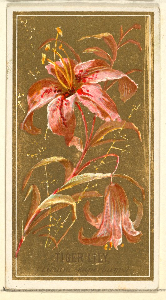 Tiger Lily (Lilium superbum), from the Flowers series for Old Judge Cigarettes MET DP822025