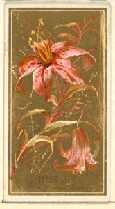 Tiger Lily (Lilium superbum), from the Flowers series for Old Judge Cigarettes MET DP822025