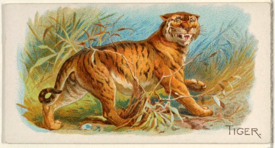 Tiger, from the Quadrupeds series (N21) for Allen & Ginter Cigarettes MET DP835144