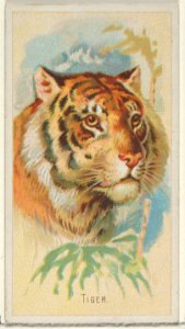 Tiger, from the Wild Animals of the World series (N25) for Allen & Ginter Cigarettes MET DP836513