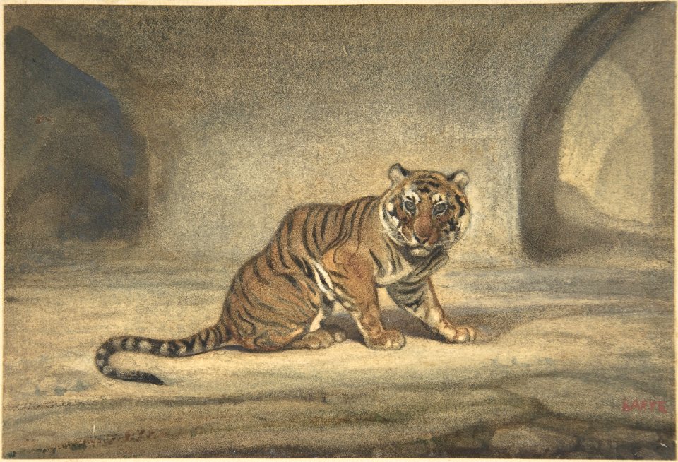 Tiger MET DP805133