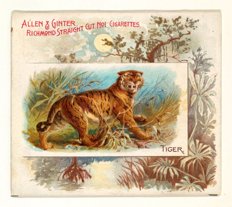 Tiger, from Quadrupeds series (N41) for Allen & Ginter Cigarettes MET DP839236