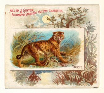 Tiger, from Quadrupeds series (N41) for Allen & Ginter Cigarettes MET DP839236