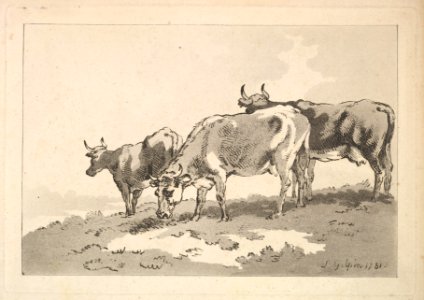 Three Cows Standing on the Ridge of a Field MET DP823322