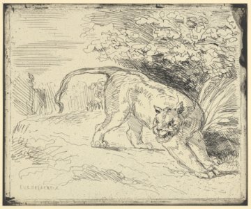 Tiger at a Standstill MET DP852293