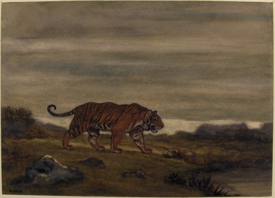 Tiger Approaching Pool MET 29.100.597