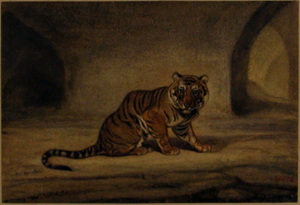 Tiger MET 29.100.577