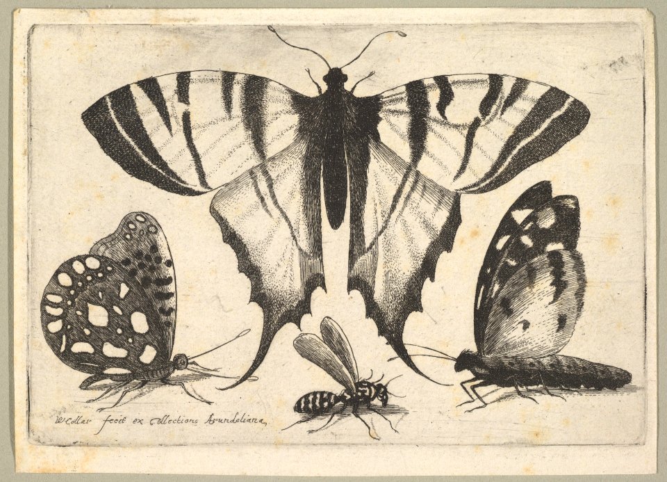 Three Butterflies and a Wasp MET DP823901