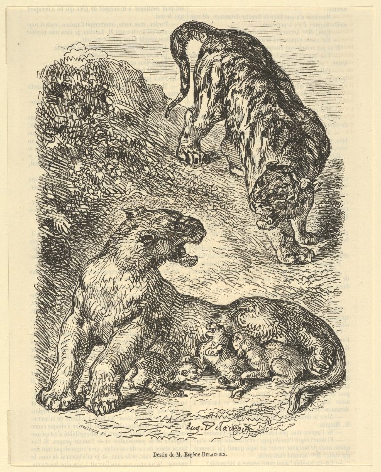 Tigress Attacked by a Tiger While Nursing her Young MET DP852292