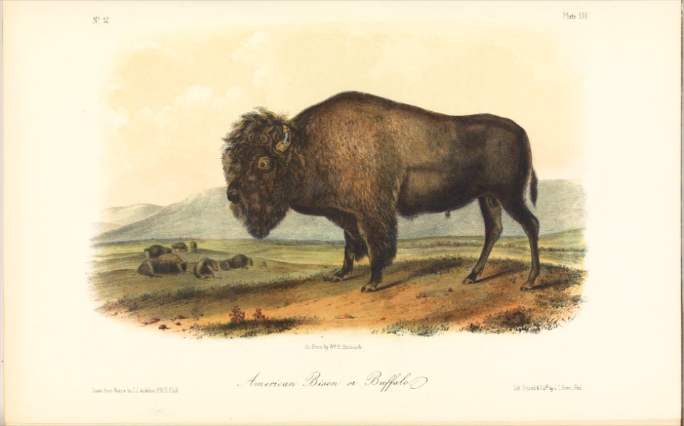 The Viviparous Quadrupeds of North America, vol. II MET DP278311