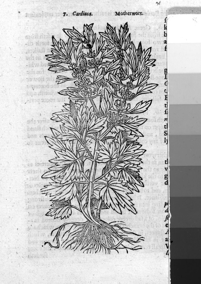 Theatrum Botanicum, the Theatre of Plants or An Universal and Compleat Herball. MET 031.3r2 54K