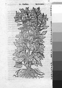 Theatrum Botanicum, the Theatre of Plants or An Universal and Compleat Herball. MET 031.3r2 54K
