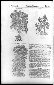 Theatrum Botanicum, the Theatre of Plants or An Universal and Compleat Herball. MET DP226328