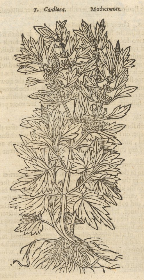 Theatrum Botanicum, the Theatre of Plants or An Universal and Compleat Herball. MET DP220638