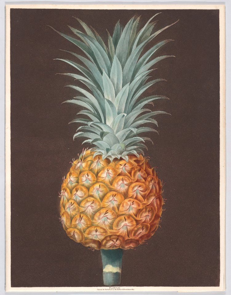 The Brown Havannah Pine Met DP887746