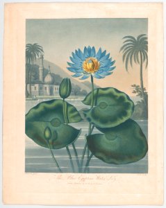 The Blue Egyptian Water Lily, from "The Temple of Flora, or Garden of Nature" MET DP861134
