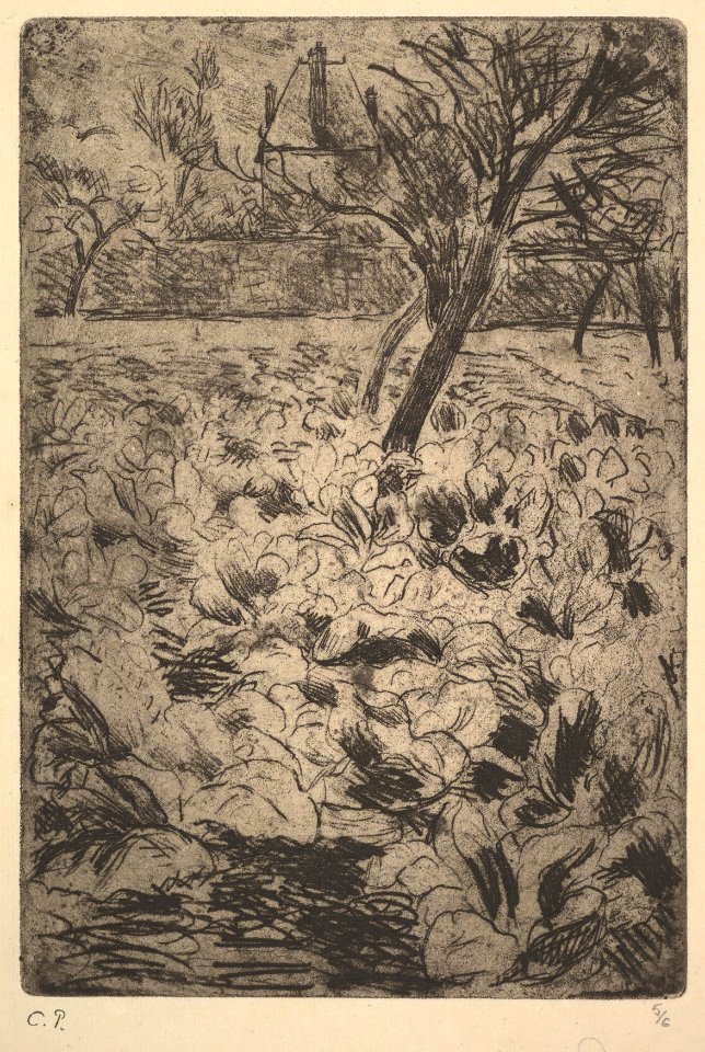 The Cabbage Field MET DP821715