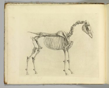 The Anatomy of the Horse, including a particular description of the bones, cartilages, muscles, fascias, ligaments, nerves, arteries, veins, and glands MET DP353983