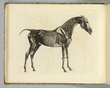 The Anatomy of the Horse, including a particular description of the bones, cartilages, muscles, fascias, ligaments, nerves, arteries, veins, and glands MET DP353985