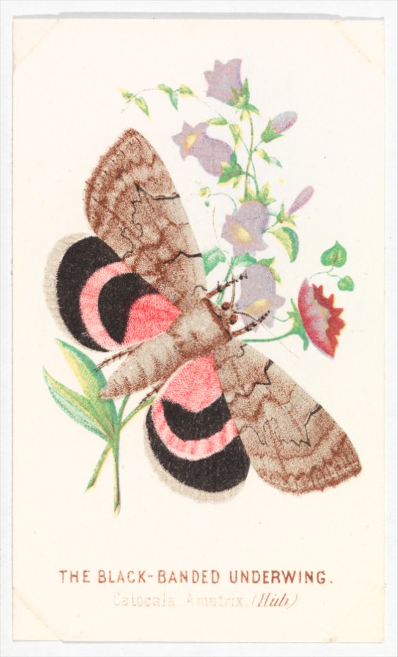 The Black-Banded Underwing from The Butterflies and Moths of America Part 2 MET DP273523