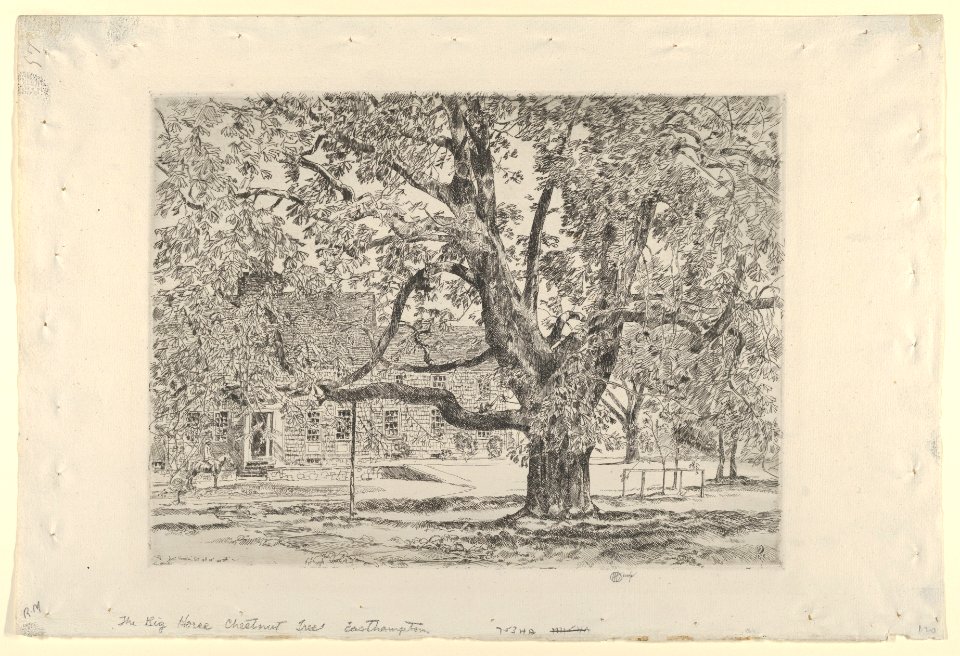 The Big Horse Chestnut Tree, Easthampton MET DP836217