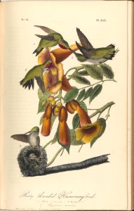 The Birds of America from Drawings Made in the United States MET DP245261