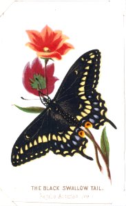The Black Swallowtail from The Butterflies and Moths of America Part 3 MET DT259568