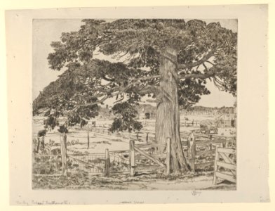 The Big Cedar, Easthampton MET DP836219