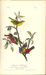 The Birds of America from Drawings Made in the United States MET DP245257