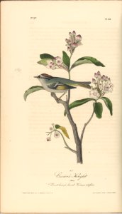 The Birds of America from Drawings Made in the United States MET DP245253