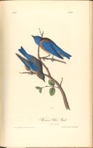 The Birds of America from Drawings Made in the United States MET DP245255