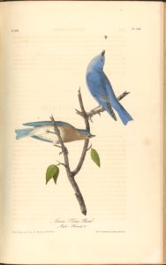 The Birds of America from Drawings Made in the United States MET DP245256