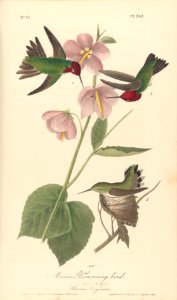 The Birds of America from Drawings Made in the United States MET DP247651