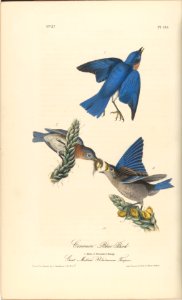 The Birds of America from Drawings Made in the United States MET DP245254